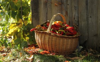 Осеннее лукошко