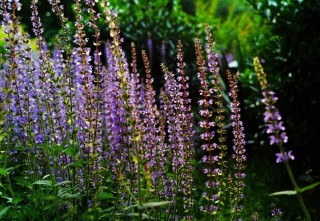 Сорняк с фиолетовыми цветочками