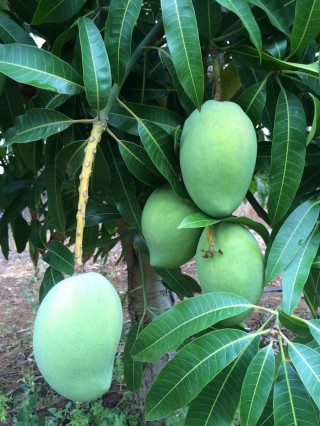 Египетское манго дерево