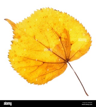 Желтый лист липы