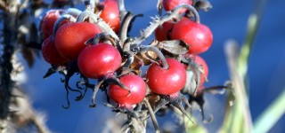 Колючее растение с красными сладкими ягодами