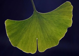 Необычные листья