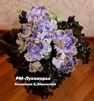 Фиалка лукоморье