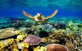 Животные и растения индийского океана