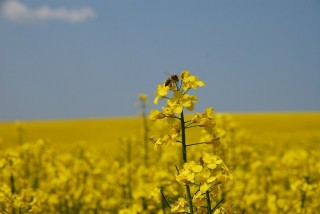 Трава сурепка