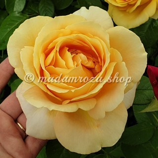 Роза кэндллайт