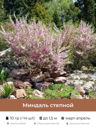 Миндаль кустарник
