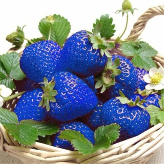 Синяя клубника