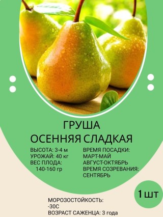Груша осенняя