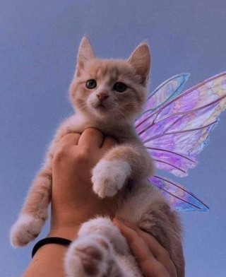 Красивые котики