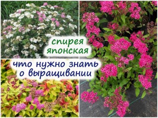 Спирея кустарник