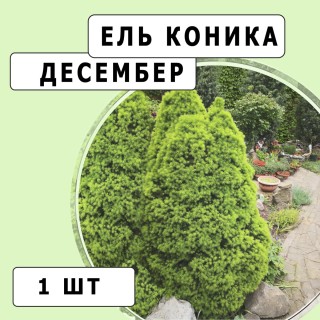 Ель коника