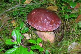 Польский боровик