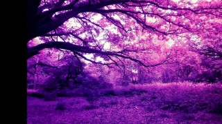 Фиолетовый лес