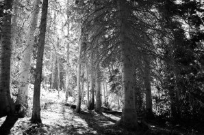 Чёрно белый лес