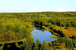 Леса Вологодской области