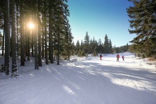 Лыжная трасса в лесу