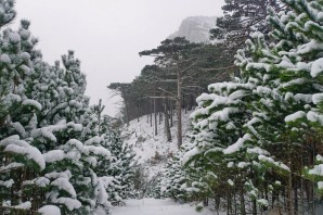 Крымский лес зимой