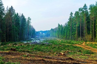 Вырубка леса в тайге