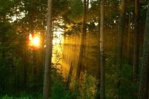 Рассвет в Сосновом лесу