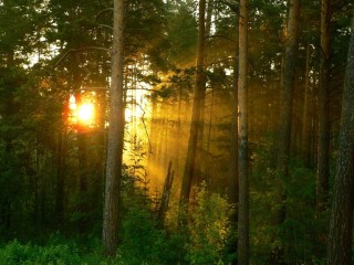 Рассвет в Сосновом лесу