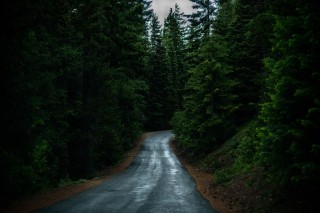 Дорога лес дождь