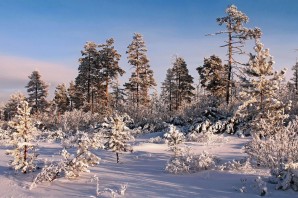 Опушка леса зимой