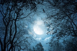 Темный лес с луной