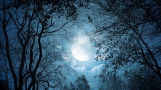 Темный лес с луной