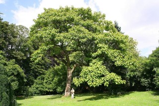 Павловния дерево