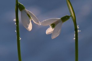 С первым днем весны