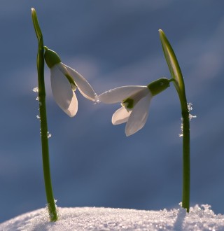 С первым днем весны