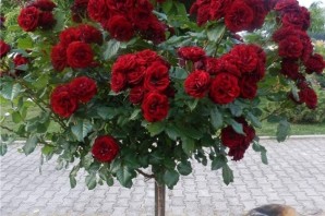 Штамбовая роза