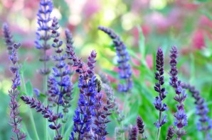 Лечебные растения