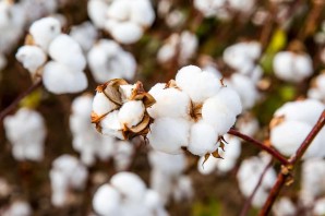 Хлопок цветок