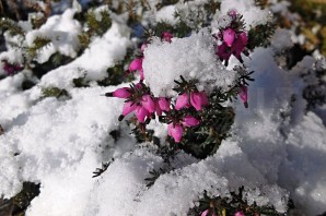 Трава под снегом