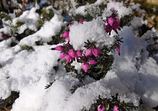 Трава под снегом