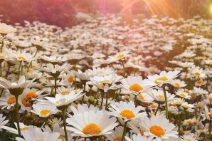 Доброе утро ромашки