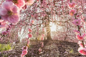 Красота весны