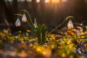 Раннее Весеннее утро