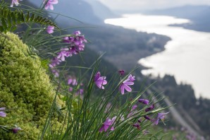 Целебные травы