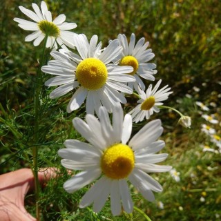 Листья ромашки