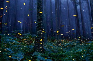 Огоньки в лесу