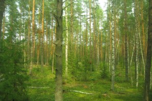 Природное сообщество лес
