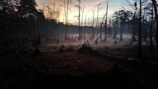 Выжженный лес