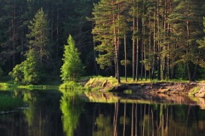 Московский лес