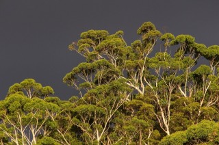 Эвкалиптовые леса Австралии