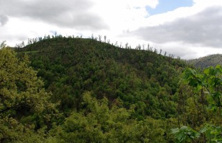 Гирканские леса