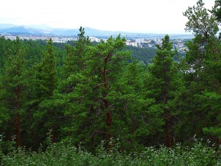 Белорецкий лес