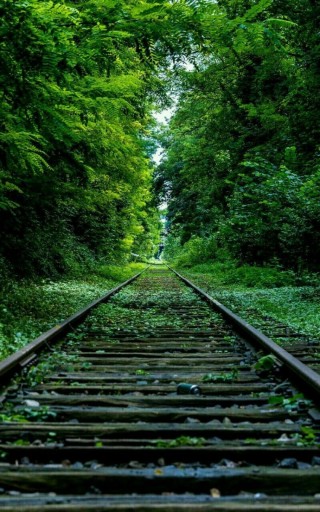 Железная дорога в лесу